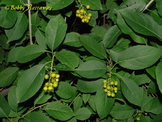 {Celastrus scandens}